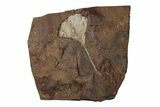 Paleocene Fossil Ginkgo Leaf - North Dakota #270176-1